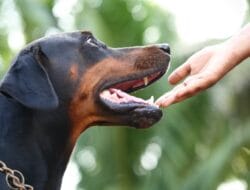 Fresno Dog Bite Attorney Protecting Your Rights