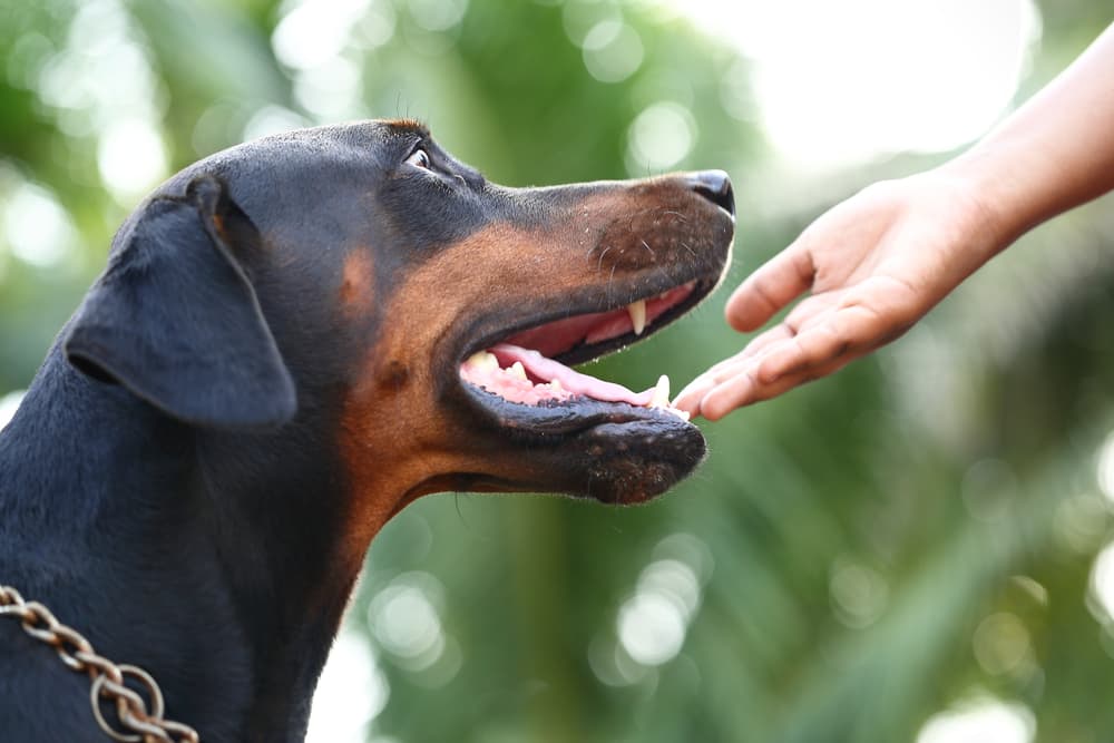 Fresno dog bite attorney