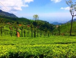 Tourist Places In India Ooty