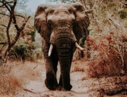 Tourist Sites In Africa And Their Location