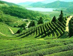 Tourist Places In India For Honeymoon